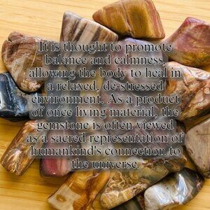 Learn About Petrified Wood Stone